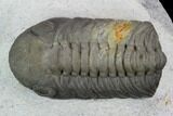 Austerops Trilobite - Visible Eye Facets & Multi-Toned Shell #127042-2